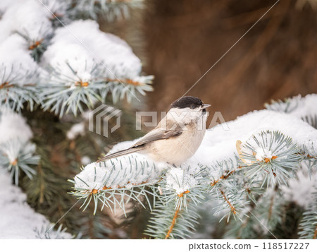 Cute bird the willow tit, song bird sitting on the fir branch with snow in winter Cute bird the willow tit, song bird sitting on the fir branch with snow in winter 118517227