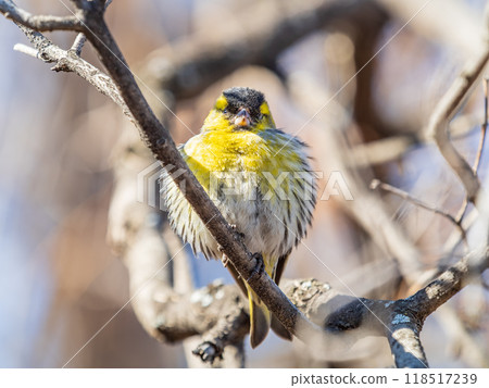 Eurasian siskin male, latin name spinus spinus, sitting on branch of tree. Cute little yellow songbird. Eurasian siskin male, latin name spinus spinus, sitting on branch of tree. Cute little yellow songbird. 118517239