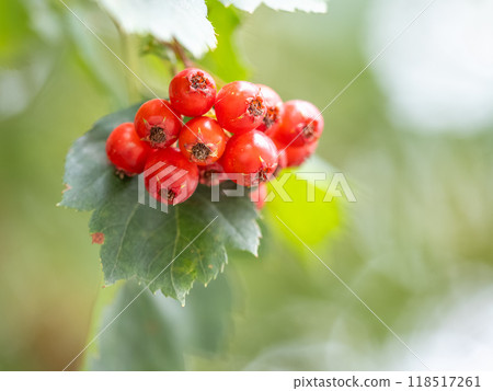 Autumn hawthorn branch with red berries and yellow green leaves on a blury background Autumn hawthorn branch with red berries and yellow green leaves on a blury background 118517261