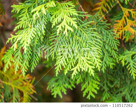 Thuja branches with drops of water after rain. Wet branches in the sunset light. Thuja branches with drops of water after rain. Wet branches in the sunset light. 118517262