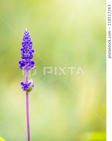 Blue Salvia farinacea flowers, or Mealy Cup Sage on green background, close-up. Blue Salvia farinacea flowers, or Mealy Cup Sage on green background, close-up. 118517263