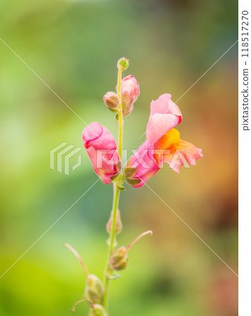 Pink flowers in the garden called Snapdragon or Antirrhinum majus or Bunny rabbits. 118517270