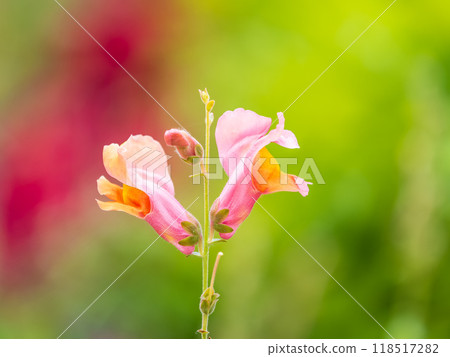 Pink flowers in the garden called Snapdragon or Antirrhinum majus or Bunny rabbits. Pink flowers in the garden called Snapdragon or Antirrhinum majus or Bunny rabbits. 118517282
