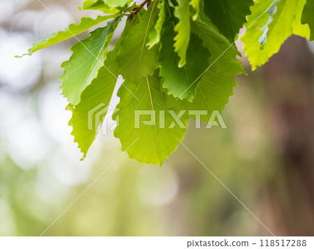Oak branches with green and yellow leaves in autumn park. Oak branches with green and yellow leaves in autumn park. 118517288