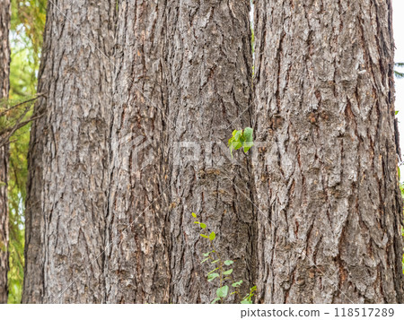 Straight trunks of larch trees in a green meadow. Straight trunks of larch trees in a green meadow. 118517289