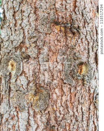 Bark texture and background of a old fir tree trunk. Detailed bark texture. Natural background 118517294