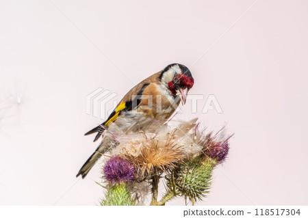 European goldfinch, feeding on the seeds of thistles. Carduelis carduelis. European goldfinch, feeding on the seeds of thistles. Carduelis carduelis. 118517304