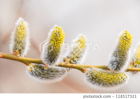 Nature awakes in spring. Blooming willow twigs and furry willow-catkins, so called seals or cats. Holly willow, Salix caprea Nature awakes in spring. Blooming willow twigs and furry willow-catkins, so called seals or cats. Holly willow, Salix caprea 118517321