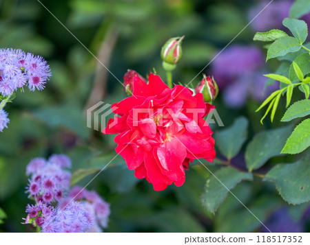 Close-up of a pink rose on green background 118517352
