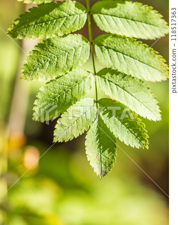 Sunlight shining through green leaves. Green leaves background 118517363