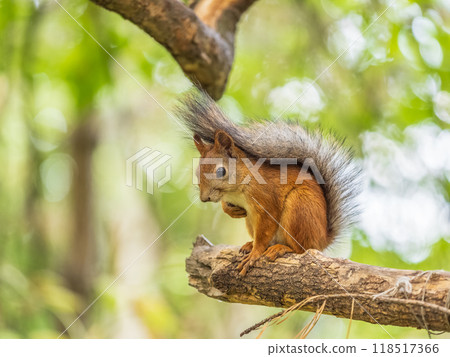 Squirrel sits on a branch in Autumn park 118517366