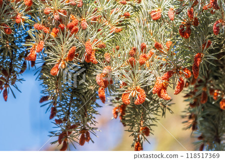 Green spruce branches with needles and cones in autumn. 118517369