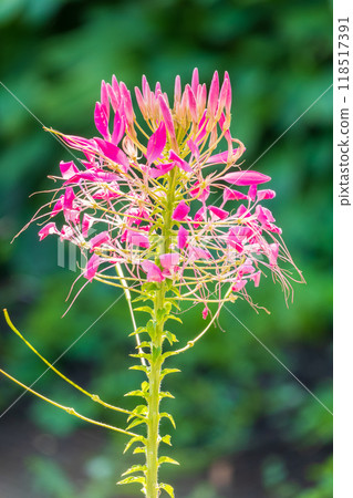 Group of purple and red Cleome hassleriana flowers or Spinnenblume or Cleome spinosa is on a green blurred background Group of purple and red Cleome hassleriana flowers or Spinnenblume or Cleome spinosa is on a green blurred background 118517391