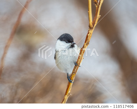 Cute bird the willow tit, song bird sitting on a branch without leaves in the winter. Cute bird the willow tit, song bird sitting on a branch without leaves in the winter. 118517406