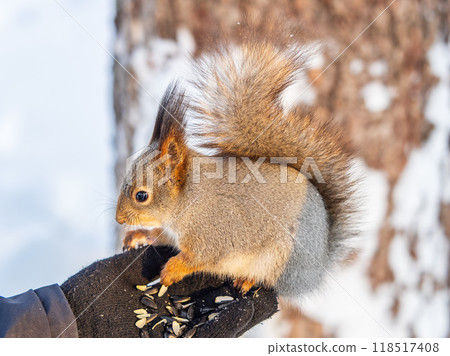 Squirrel eats nuts from a man's hand. Caring for animals in winter or autumn. Squirrel eats nuts from a man's hand. Caring for animals in winter or autumn. 118517408