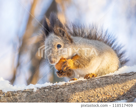 The squirrel with nut sits on tree in the winter or late autumn The squirrel with nut sits on tree in the winter or late autumn 118517409