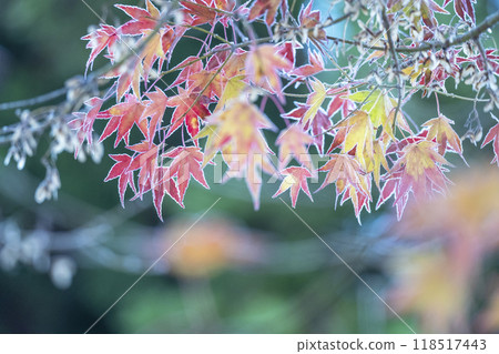 autumn leaves with frost 118517443