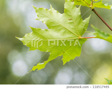 Maple branches with green and yellow leaves in autumn, in the light of sunset. Maple branches with green and yellow leaves in autumn, in the light of sunset. 118517495