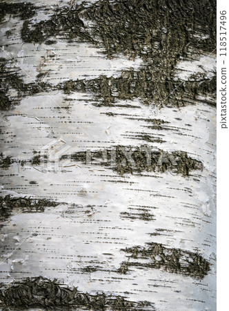 The texture of the birch bark. Birch bark background The texture of the birch bark. Birch bark background 118517496