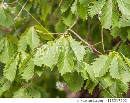 Oak branches with green and yellow leaves in autumn park. Oak branches with green and yellow leaves in autumn park. 118517502
