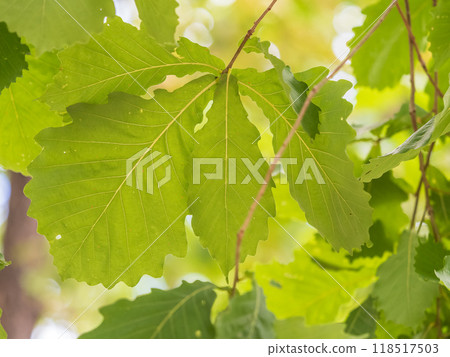 Oak branches with green and yellow leaves in autumn park. Oak branches with green and yellow leaves in autumn park. 118517503