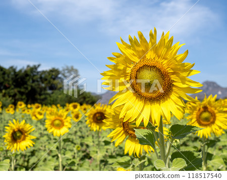 close-up of large sunflower in full bloom, with vast field, trees, and mountains under sunny blue sky close-up of large sunflower in full bloom, with vast field, trees, and mountains under sunny blue sky 118517540