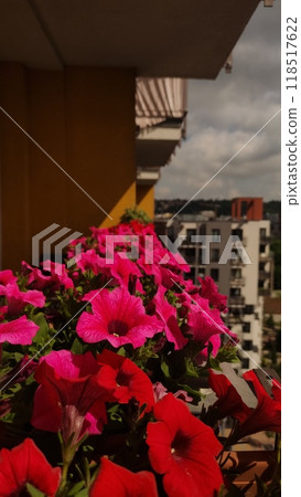 Beautiful pink and red petunias blooming on urban balcony Beautiful pink and red petunias blooming on urban balcony 118517622
