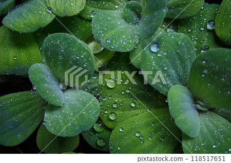drops of rain on leaves of water cabbage 118517651