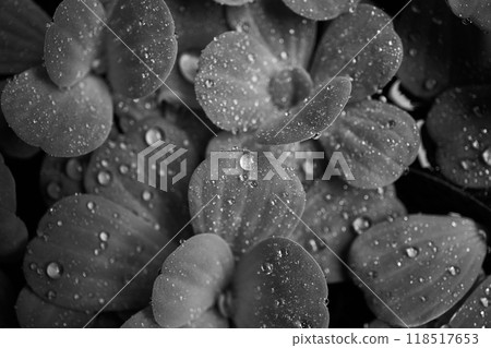 drops of rain on leaves of water cabbage drops of rain on leaves of water cabbage 118517653