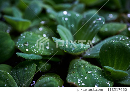 drops of rain on leaves of water cabbage drops of rain on leaves of water cabbage 118517660