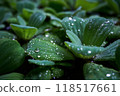 drops of rain on leaves of water cabbage 118517661