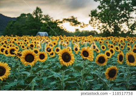 Sunflower field at dusk (Kamisekigata Park, Niigata City) Sunflower field at dusk (Kamisekigata Park, Niigata City) 118517758