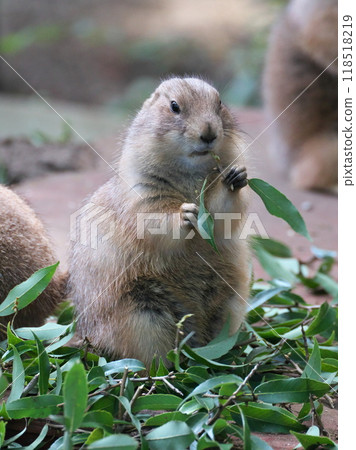 十月，上野動物園的草原土撥鼠秋季食慾大增。 118518219