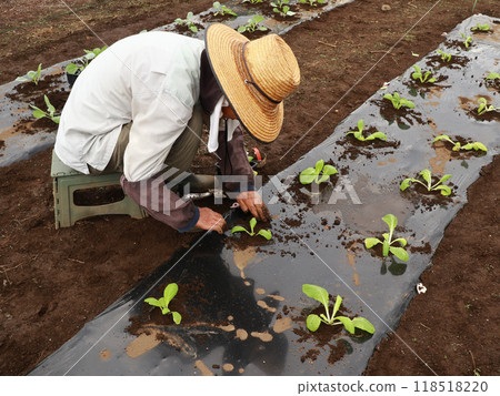 高級種植蔬菜苗 118518220