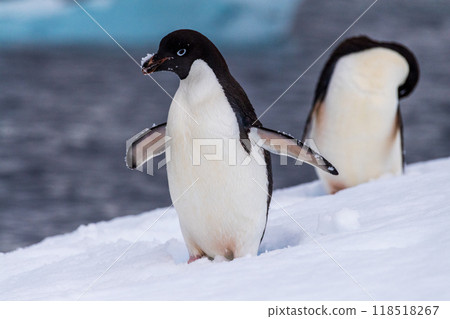 Adelie Penguin standing on an iceberg Adelie Penguin standing on an iceberg 118518267