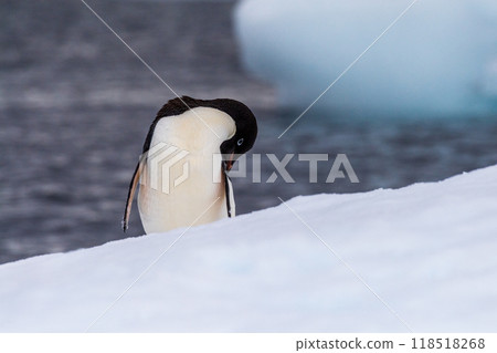 Adelie Penguin standing on an iceberg 118518268