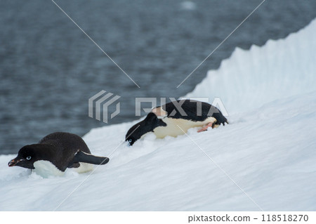Adelie Penguin standing on an iceberg 118518270