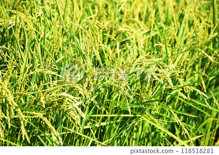 北海道稻米的收穫 118518281