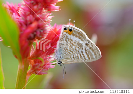 雞冠花和 Uranami 蜆 118518311