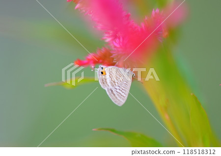 Cockscomb flowers and a silverleaf butterfly 118518312