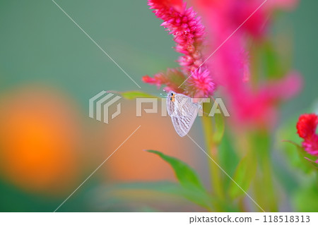 Cockscomb flowers and a silverleaf butterfly 118518313