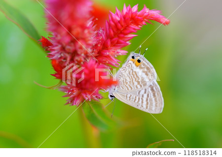 Cockscomb flowers and a silverleaf butterfly 118518314