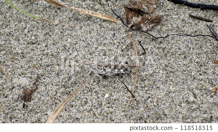 A Japanese spotted grasshopper camouflaged in the sand A Japanese spotted grasshopper camouflaged in the sand 118518315