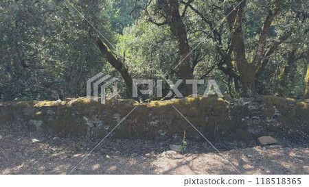 Sunlit Mossy Stone Wall in Rural Forest Setting Sunlit Mossy Stone Wall in Rural Forest Setting 118518365
