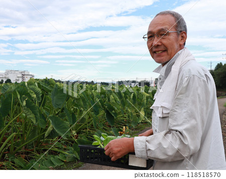 高級種植蔬菜苗 118518570