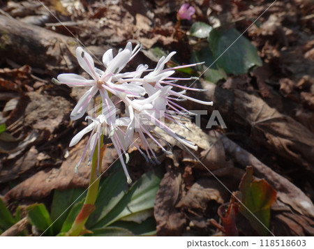 White flowered Japanese quince White flowered Japanese quince 118518603