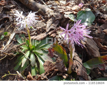 White and pink scarlet lily White and pink scarlet lily 118518604
