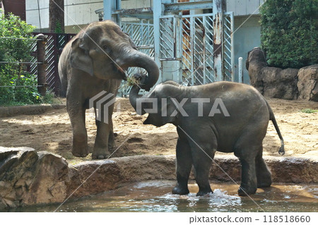 十月 上野動物園亞洲象家庭與孩子 母像餵養她的孩子 118518660