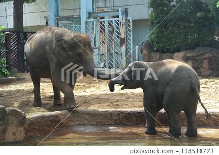 October: Ueno Zoo Asian Elephant Mother and Child - Is the mother elephant telling her baby elephant hungry? 118518771