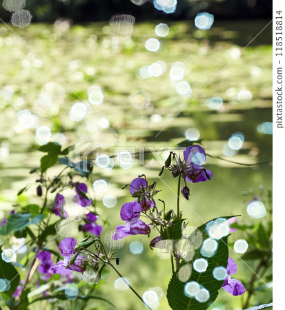 Purple flowers growing near pond with bokeh effect 118518814